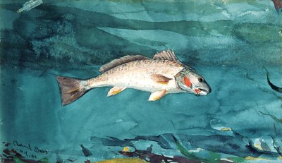 Kanavabasso, 1904. tekijältä Winslow Homer