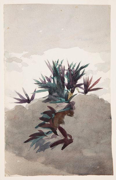 Kukkulan rinteessä Magueyn möhkäleitä tekijältä Winslow Homer