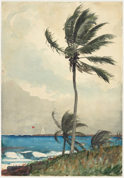 Palm Tree, Nassau tekijältä Winslow Homer