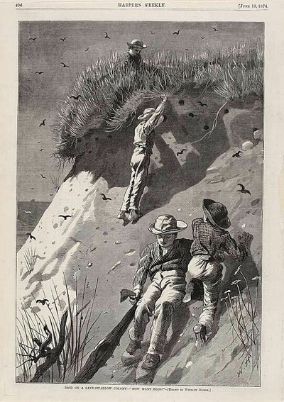 Hiekkapääskyjen kolonian ryöstö - "Kuinka monta munaa" tekijältä Winslow Homer