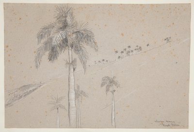 Royal Palm, Kuuba tekijältä Winslow Homer