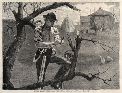 Kevättyöt - Varttaminen, 1870. tekijältä Winslow Homer