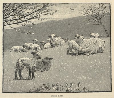 Kevätlammas, Scribner