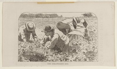 Mansikkamaa tekijältä Winslow Homer