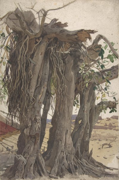 Tutkimus kannosta, jolla on ilmajuuret, 1800-luvun puoliväli - 1900-luvun alku. tekijältä Woldemar Friedrich