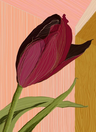 Crimson Tulip -nurkkaus tekijältä XHOZUCAN