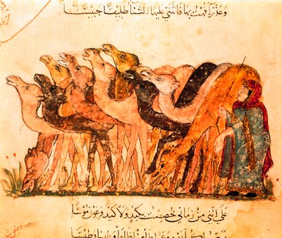 Ryhmä kameleita ja kamelin shefertti, "Maqamat" -teoksesta. tekijältä Yahya ibn Mahmud Al Wasiti