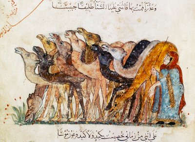 Ms Ar 5847 f.101, Kamelilauma, Al Haririn teoksesta Al Maqamat (Kokoukset), n. 1240 (katso myös 1689970) tekijältä Yahya ibn Mahmud Al Wasiti