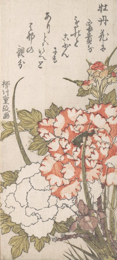Pionit ja iirikset, 1700-1800-luku. tekijältä Yanagawa Shigemasa