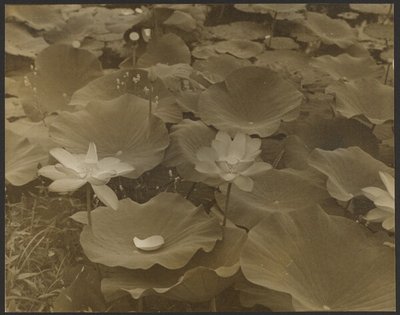 [Lotus]. tekijältä Yasuo Kuniyoshi