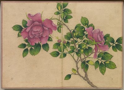 Pöytäalbumi: Flower and Bird Paintings Rose, 17th Century. tekijältä Zhang Ruoai