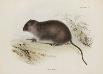 Bush tai ruskeajalkainen rotta, Australia, n. 1832-1836 tekijältä John Pardon