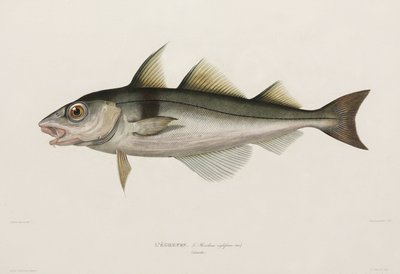 Kolja, Islanti, 1800-luvun alku tekijältä John Pardon