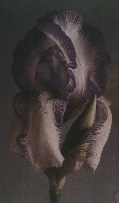 "Iris germanique" (Iris germanica) tekijältä Frederick (attr. to) Barnard