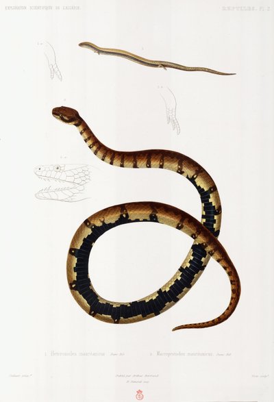 Lizard and Hooded Snake, Algeria tekijältä John Pardon