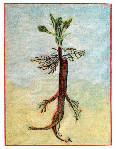 Mandragora tekijältä . .