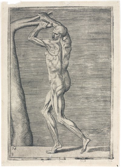 Lihakset Miesten lihaksiston anatominen tutkimus; mies katkaisee oksan, n. 1555 tekijältä Frederick (attr. to) Barnard