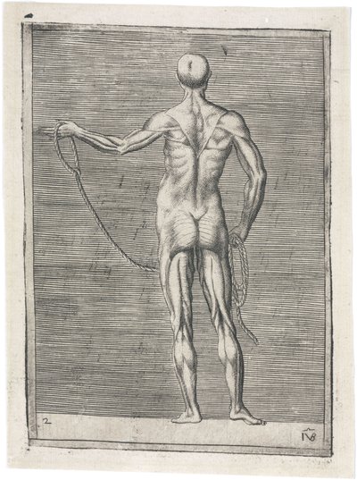 Lihakset Miesten lihaksiston anatominen tutkimus; mies kädessään köysi, n. 1555 tekijältä Frederick (attr. to) Barnard