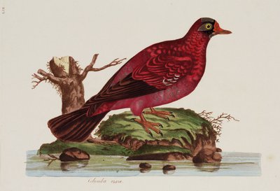 Palomar vermell tekijältä John Pardon