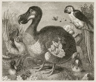 Dodo tekijältä Ferdinand Georg Waldmuller