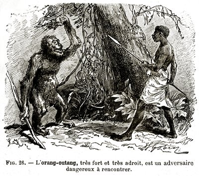 Oran-utang, erittäin vahva ja erittäin taitava, on vaarallinen vastustaja tavata tekijältä . .