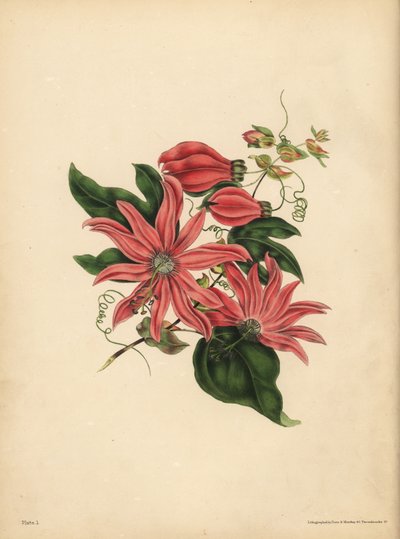 Rasemoosi Passionflower, Passiflora racemosa, Uskonnollinen taikausko tekijältä John Pardon