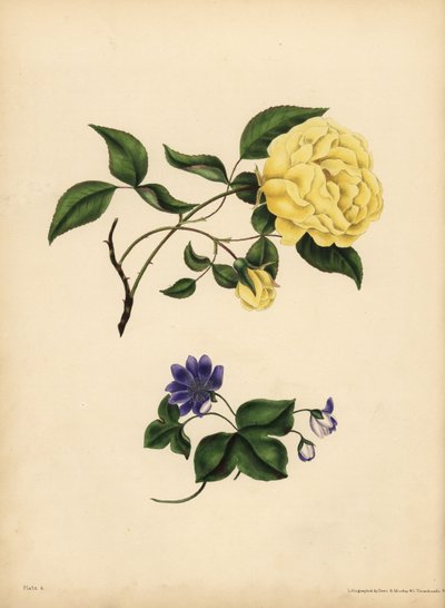 Makean tuoksuinen China Rose, Rosa chinensis, Infidelity; Sininen Hepatica, Hepatica nobilis, Luottamus tekijältä John Pardon