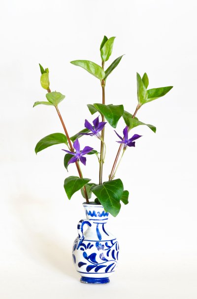 Kolme suurperiwinklen (Vinca major) vartta kukkimassa maljakossa (kuva) tekijältä . .