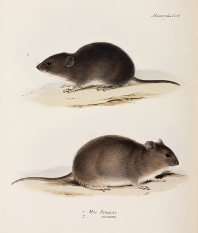 Kaksi hiirtä, c 1832-1836 tekijältä John Pardon