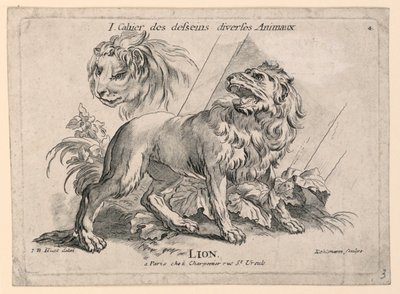 Studies of Lions, levy 4, "Cahier des Desseins Diverse Animalaux" tekijältä after Jean Baptiste Huet