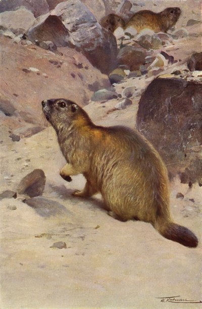 Alppimurmeli tekijältä after Wilhelm Kuhnert