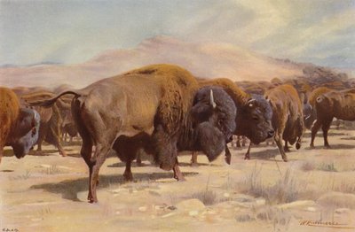 Amerikan biisoni tekijältä after Wilhelm Kuhnert