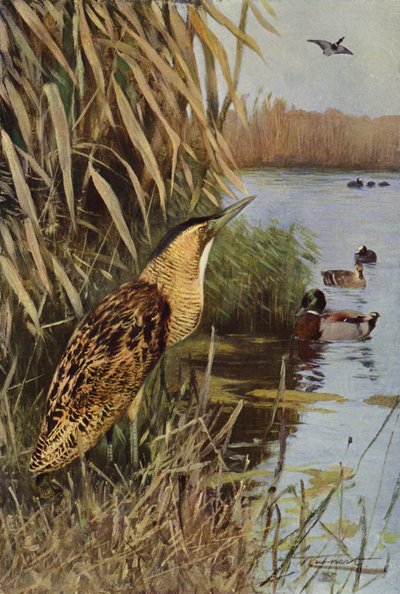 Kaulushaikara tekijältä after Wilhelm Kuhnert