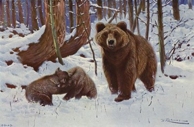 Ruskea karhu tekijältä after Wilhelm Kuhnert