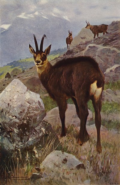 Säämiskä tekijältä after Wilhelm Kuhnert