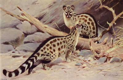 Dongola Genet tekijältä after Wilhelm Kuhnert
