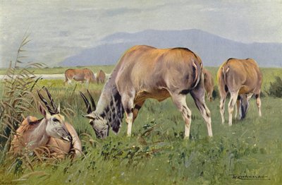 Eland tekijältä after Wilhelm Kuhnert