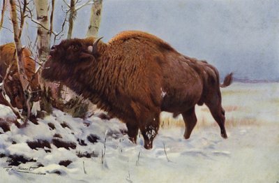 Euroopan biisoni tekijältä after Wilhelm Kuhnert