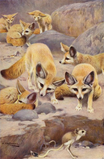 Fennec ja Jerboa tekijältä after Wilhelm Kuhnert