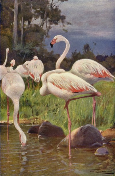 Flamingo tekijältä after Wilhelm Kuhnert