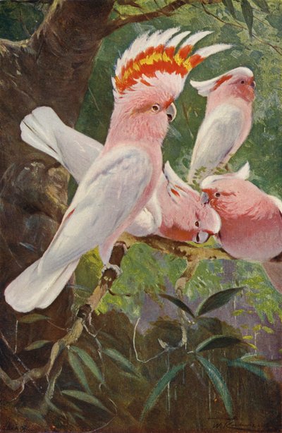 Leadbeaters Cockatoo tekijältä after Wilhelm Kuhnert
