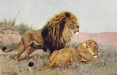 Leijona ja leijona tekijältä after Wilhelm Kuhnert