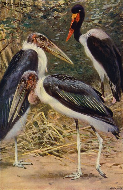 Marabou ja Jabiru tekijältä after Wilhelm Kuhnert