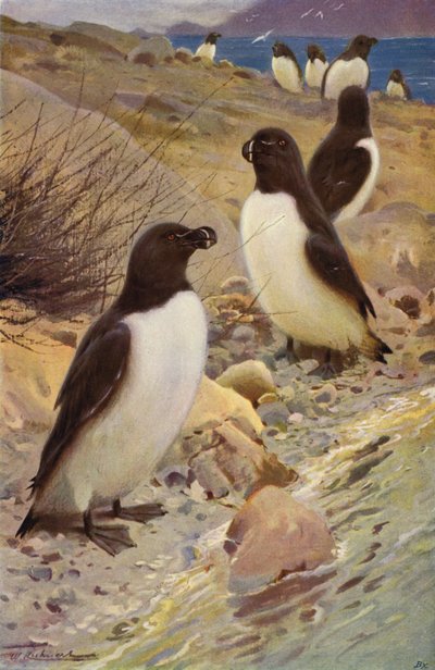 Razorbill tekijältä after Wilhelm Kuhnert