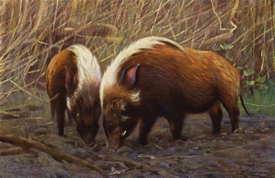 Joki-Hog tekijältä after Wilhelm Kuhnert