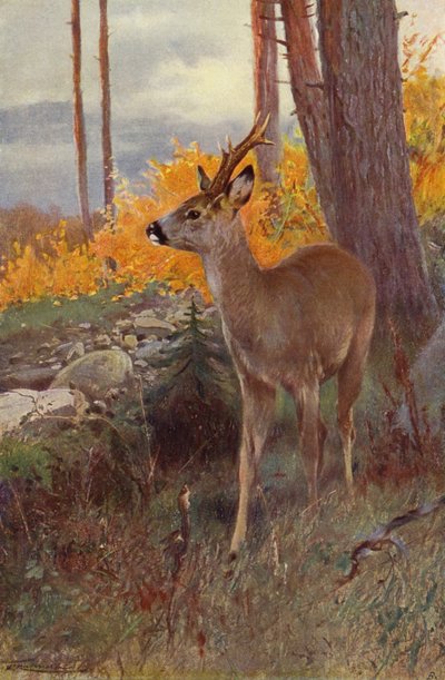 Metsikuuri tekijältä after Wilhelm Kuhnert