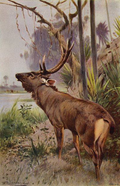 Sambar tekijältä after Wilhelm Kuhnert