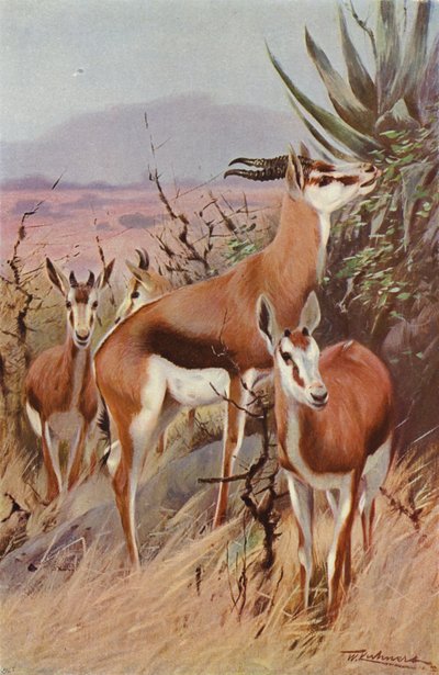 Springbok tekijältä after Wilhelm Kuhnert