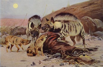Raidallinen hyena ja sakaali tekijältä after Wilhelm Kuhnert