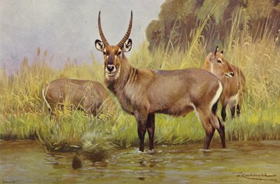 Waterbuck tekijältä after Wilhelm Kuhnert